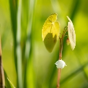 バイカイカリソウ