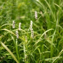 イブキトラノオ