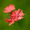 オグラセンノウ