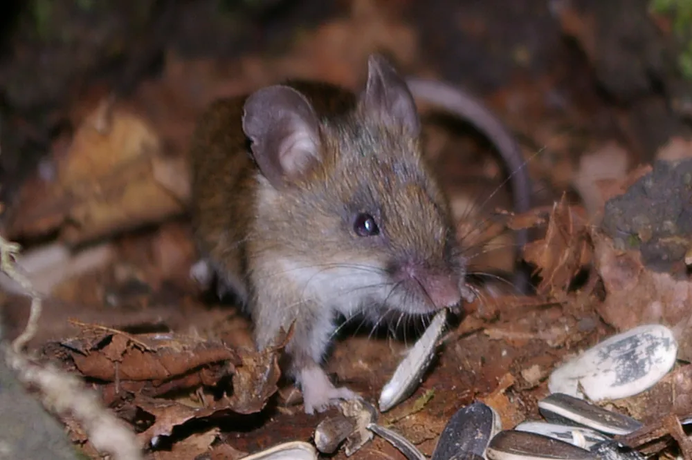 6a912da610987_Apodemus_argenteus1123